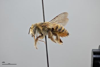 Media type: image;   Entomology 794855 Aspect: habitus lateral view